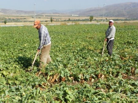 Kırıkkale’de şeker pancarı hasadı başladı