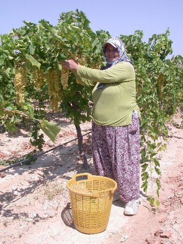 Kırk Beş Derece Sıcakta Bağ Bozumu Yapıyorlar