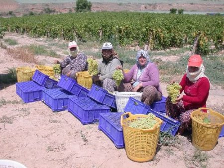 Kırk Beş Derece Sıcakta Bağ Bozumu Yapıyorlar