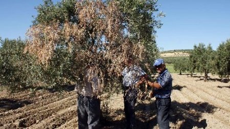 Kırkağaçlı Çiftçi 'zeytin Solgunluğu' Hastalığına 'hiypo' İle Çözüm Buldu