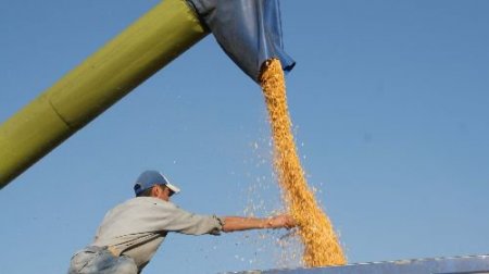 Kırkağaç'ta Mısır Hasadı Başladı