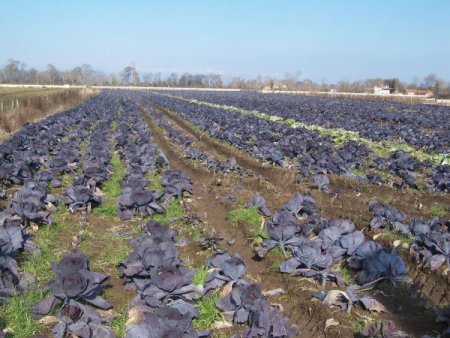 Kırmızı Lahana Üreticinin Yüzünü Güldürdü