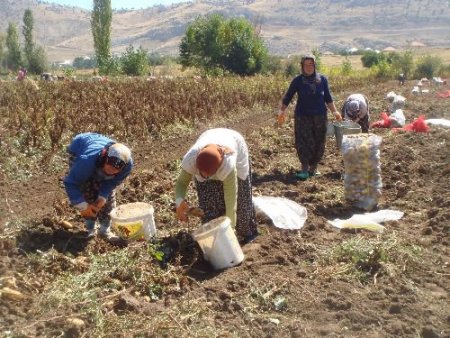 "kırsal Alanda Kalkınmanın Yolu Organik Tarım Turizmi Oluşturmaktan Geçiyor"