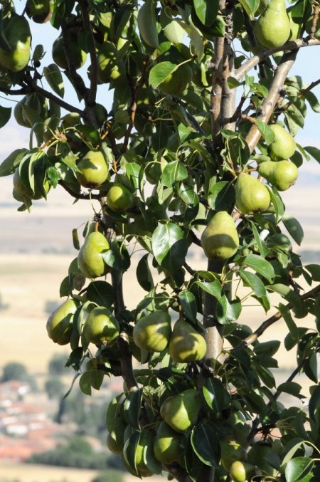 Kırsalda yetişen yaban armutları ekonomiye kazandırıldı