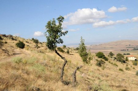 Kırsalda yetişen yaban armutları ekonomiye kazandırıldı