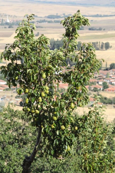 Kırsalda yetişen yaban armutları ekonomiye kazandırıldı