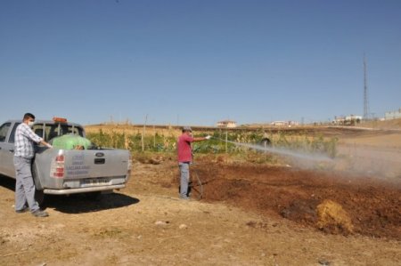 Kırşehir Belediyesi zararlı böceklere karşı ilaçlama başlattı