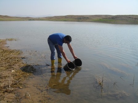 Kırşehir'deki Göletlere 93 Bin Balık Yavrusu Bırakıldı