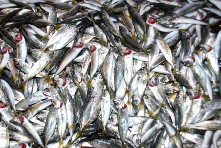 Kış Balık Tezgahlarını Da Vurdu