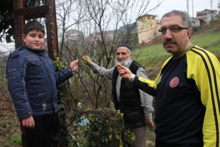 Kış mevsiminde meyve veren erik ağacı şaşırttı