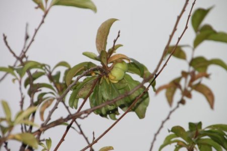 Kış mevsiminde meyve veren erik ağacı şaşırttı