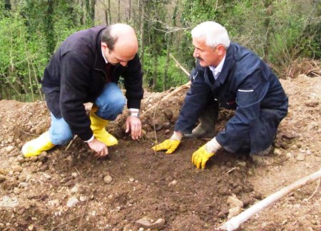 Kivi Karadeniz'de çiftçinin en önemli gelir kaynağı haline geldi