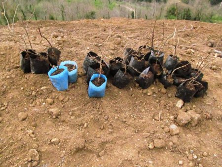 Kivi Karadeniz'de çiftçinin en önemli gelir kaynağı haline geldi