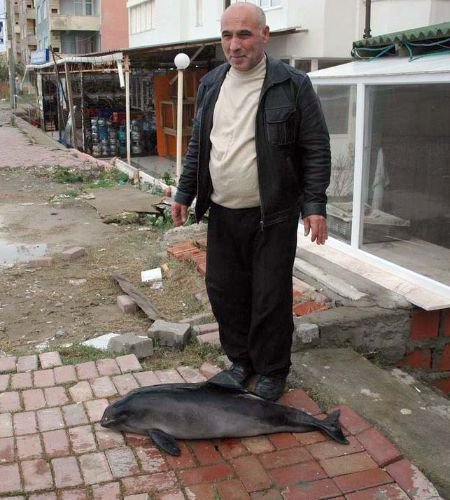 Kıyıya Vuran Yavru Yunus Balığı, Tüm Çabalara Rağmen Kurtarılamadı