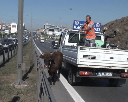 Kızgın boğa 13 saat sonra yakalandı