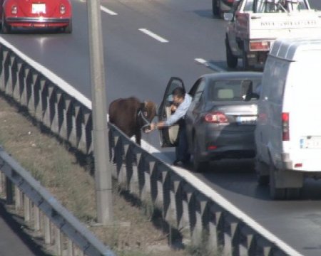Kızgın boğa 13 saat sonra yakalandı