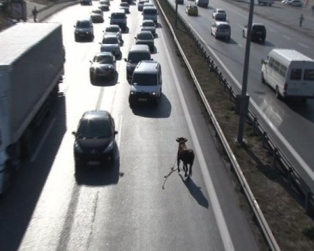 Kızgın boğa 13 saat sonra yakalandı