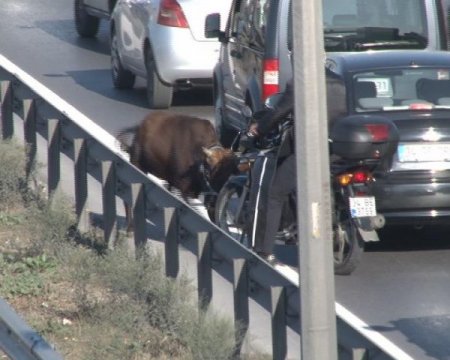 Kızgın boğa 13 saat sonra yakalandı