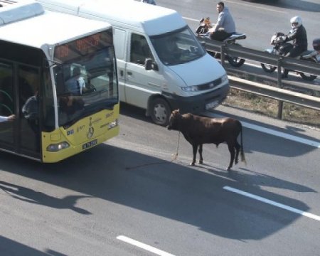 Kızgın boğa 13 saat sonra yakalandı