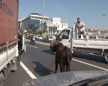 Kızgın boğa 13 saat sonra yakalandı
