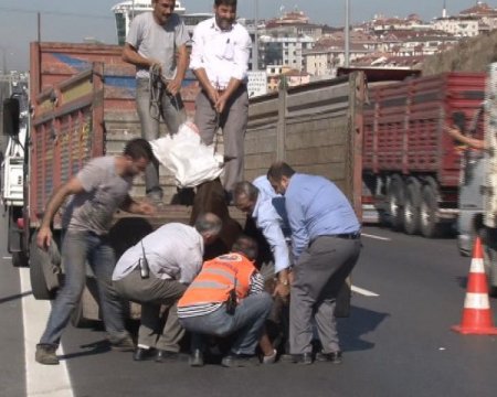 Kızgın boğa 13 saat sonra yakalandı