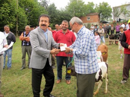Kızılelma'da buzağılar boy gösterdi