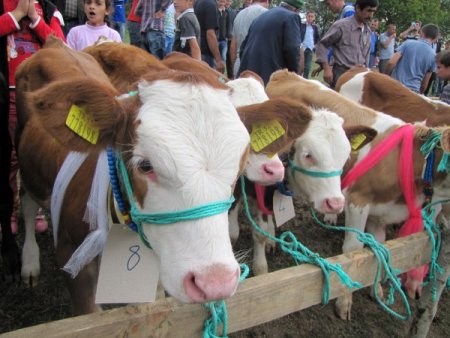 Kızılelma'da buzağılar boy gösterdi