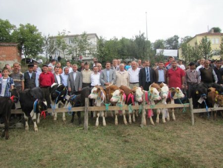 Kızılelma'da buzağılar boy gösterdi
