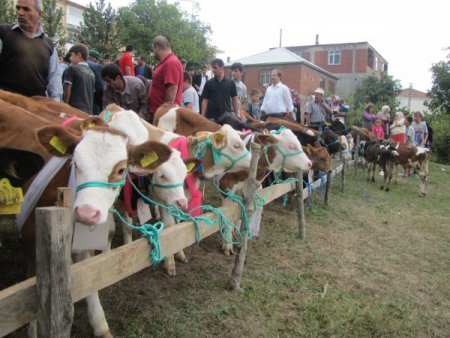 Kızılelma'da buzağılar boy gösterdi