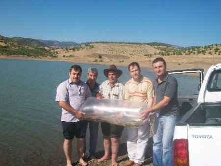 Kızıleniş Göleti"ne On Bin Yavru Sazan Balığı Bırakıldı