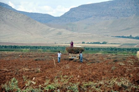 Kızıltepe'de pamuk çalıları yakacak olarak kullanılıyor