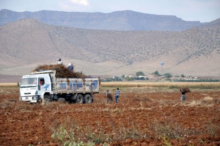 Kızıltepe'de pamuk çalıları yakacak olarak kullanılıyor