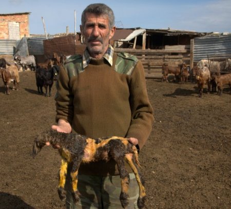 KKTC'de başsız doğan kuzu, sahibini şoke etti (Özel)