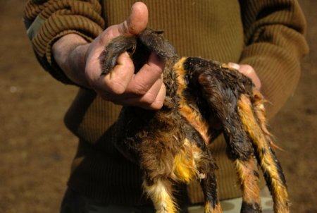 KKTC'de başsız doğan kuzu, sahibini şoke etti (Özel)