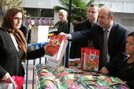 Kocaeli Büyükşehir Belediyesi Lale Satışına Başlayacak