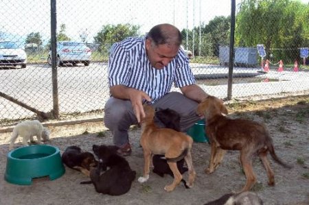 Kocaeli'nde 3 Yılda 850 Hayvan Sahiplenildi