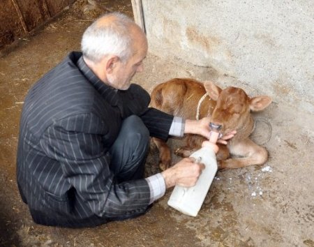 Kocaeli'nde gözleri olmayan buzağı dünyaya geldi