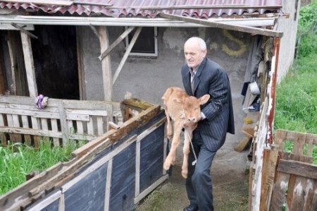 Kocaeli'nde gözleri olmayan buzağı dünyaya geldi