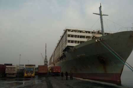 Kocaeli'ye 15 Bin 500 Angus Daha Geldi