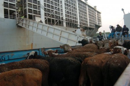 Kocaeli'ye 15 Bin 500 Angus Daha Geldi