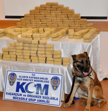 Kom Köpeği 5 Aylık Tecrübesiyle Yaklaşık 200 Kilogram Uyuşturucu Buldu
