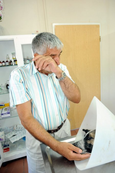 Komşusunun Vurduğu Köpeğin Ameliyatında Gözyaşı Döktü