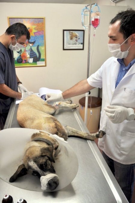 Komşusunun Vurduğu Köpeğin Ameliyatında Gözyaşı Döktü