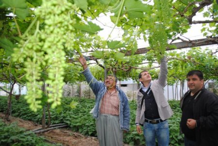 Kontrollü Tarımda Yüzde 100 Başarı Sağlayan Manavgat, Organikte De Atılım Yapacak