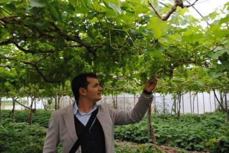 Kontrollü Tarımda Yüzde 100 Başarı Sağlayan Manavgat, Organikte De Atılım Yapacak