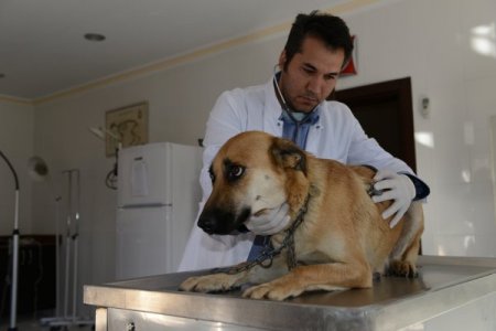 Konyaaltı'nda 3 yılda 674 köpek, 85 kedi sahiplendirildi