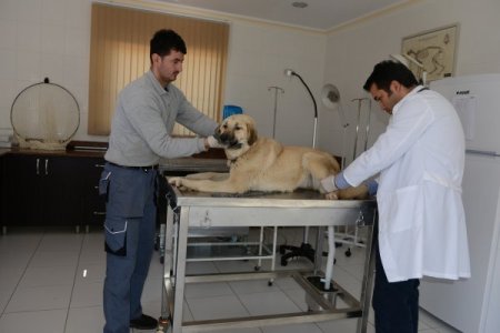 Konyaaltı'nda 3 yılda 674 köpek, 85 kedi sahiplendirildi