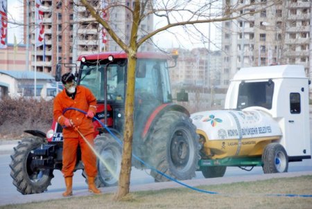 Konya'da ağaçlar böcekten kışlık yağ ile korunuyor