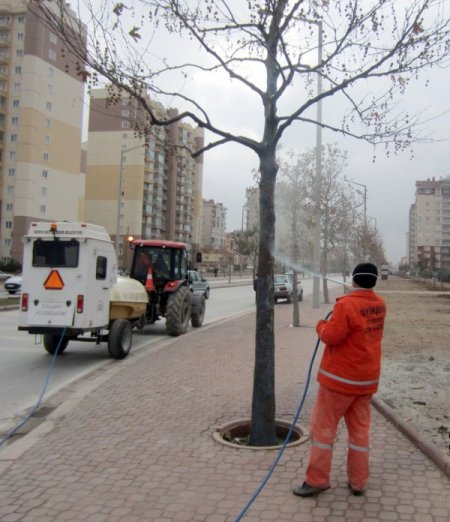 Konya'da ağaçlar böcekten kışlık yağ ile korunuyor
