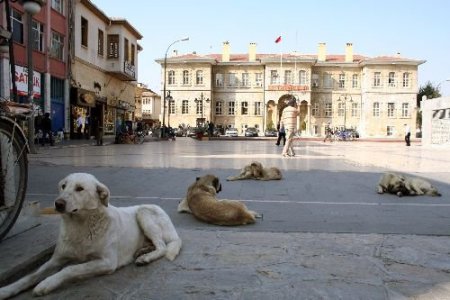 Konya'da Başıboş Köpekler Valiliğin Önünü Mesken Tuttu